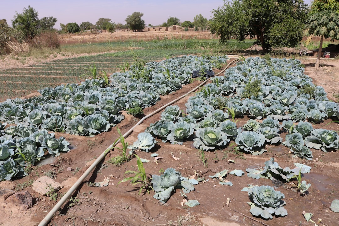 Burkina Faso Tax Residency: Your Complete Guide to Becoming a Resident